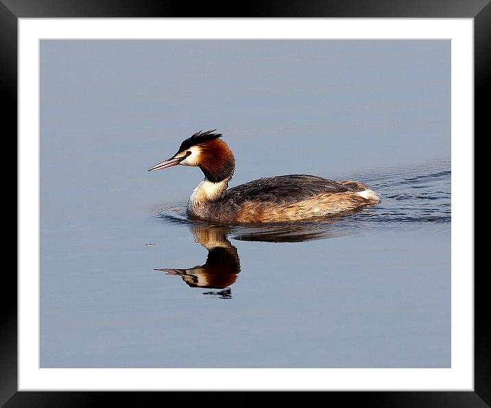 Great Crested Grebe Framed Mounted Print by Paul Scoullar