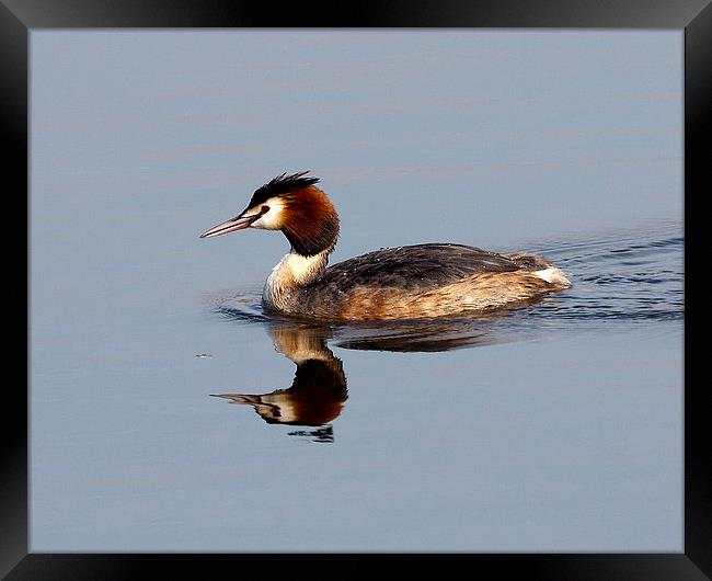 Great Crested Grebe Framed Print by Paul Scoullar