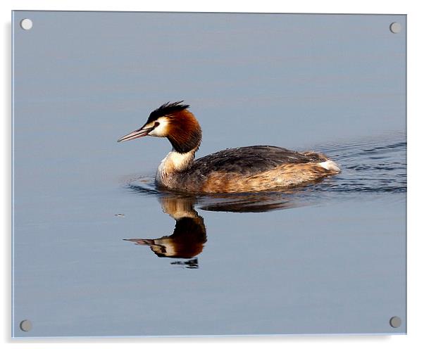 Great Crested Grebe Acrylic by Paul Scoullar
