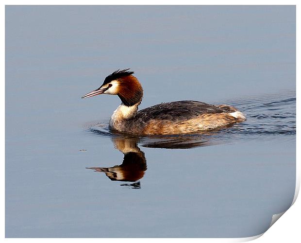 Great Crested Grebe Print by Paul Scoullar