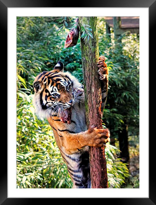 Tiger Feeding time Framed Mounted Print by Joanne Wilde