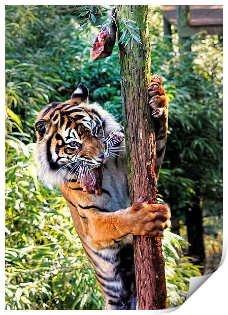Tiger Feeding time Print by Joanne Wilde