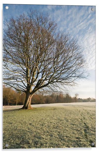 Winter morning light Acrylic by Stephen Wakefield