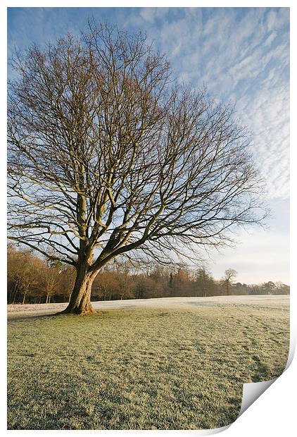 Winter morning light Print by Stephen Wakefield