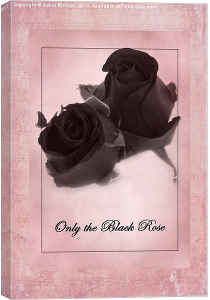 Only The Black Rose Canvas Print by David Birchall