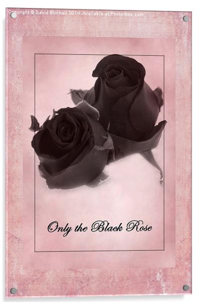 Only The Black Rose Acrylic by David Birchall