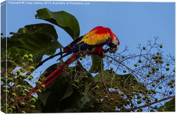 Scarlet macaw eating Canvas Print by Craig Lapsley
