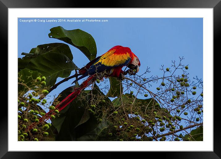 Scarlet macaw eating Framed Mounted Print by Craig Lapsley