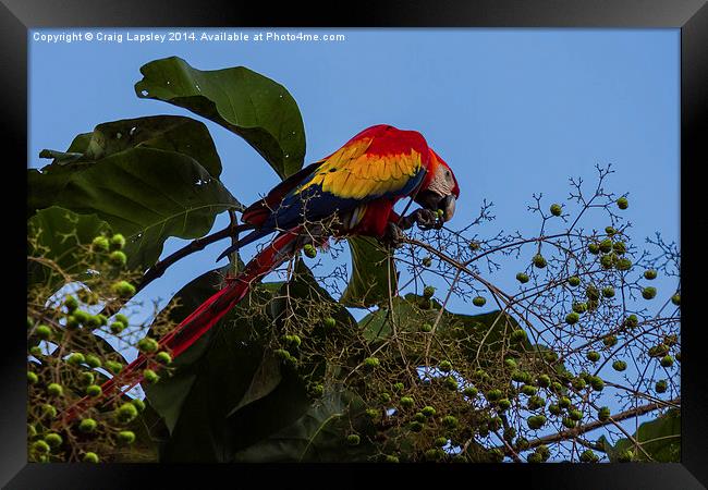 Scarlet macaw eating Framed Print by Craig Lapsley