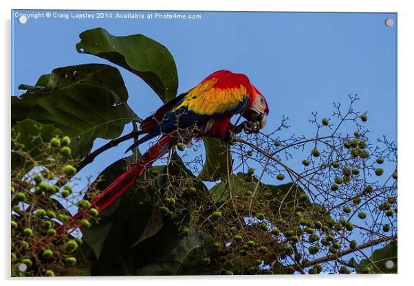 Scarlet macaw eating Acrylic by Craig Lapsley