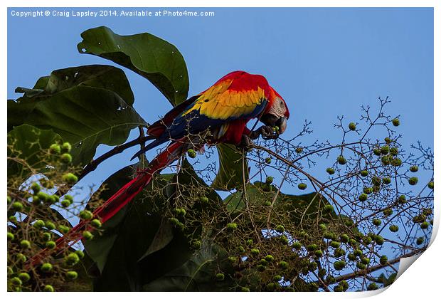 Scarlet macaw eating Print by Craig Lapsley