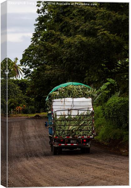 pineapples on their way to market Canvas Print by Craig Lapsley