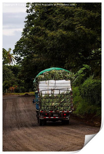 pineapples on their way to market Print by Craig Lapsley