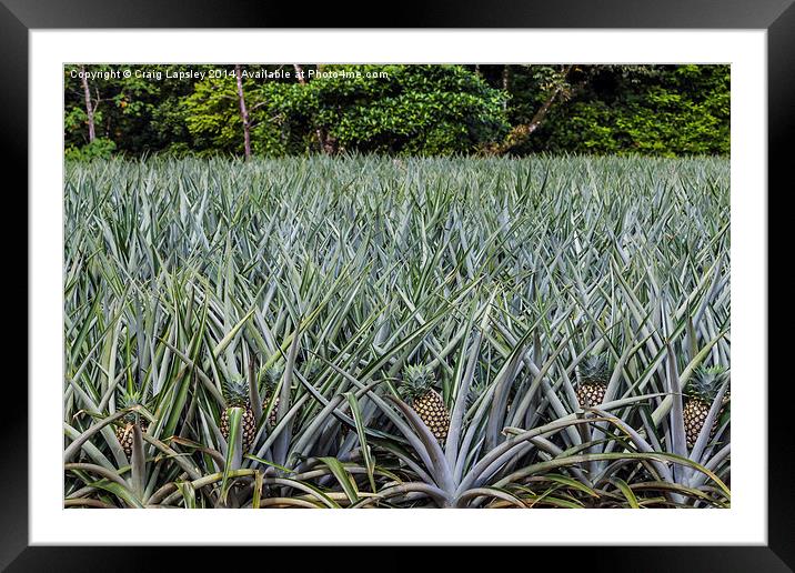 pineapple field Framed Mounted Print by Craig Lapsley