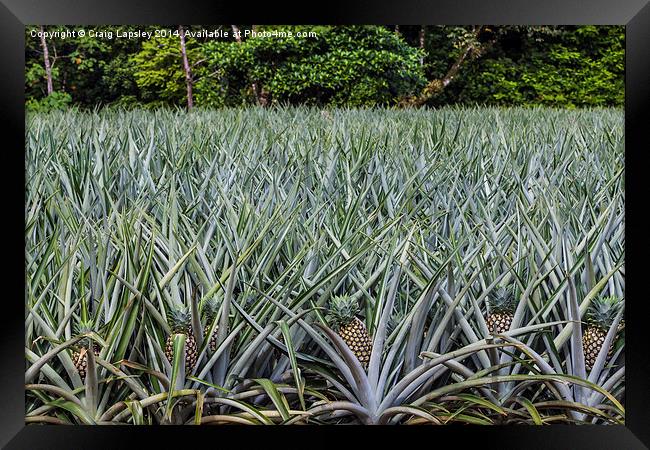 pineapple field Framed Print by Craig Lapsley