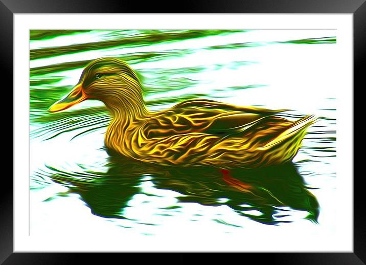 Lady Duck (Digital Art) Framed Mounted Print by John Wain