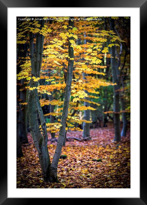 Autumn Leaves Framed Mounted Print by Julian Mitchell