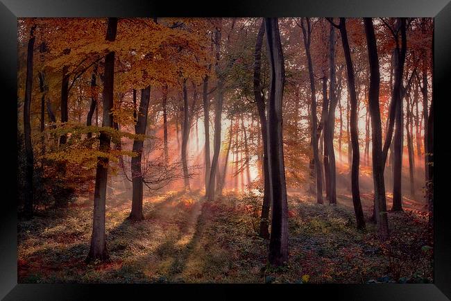 Golden Autumn Light Framed Print by Ceri Jones
