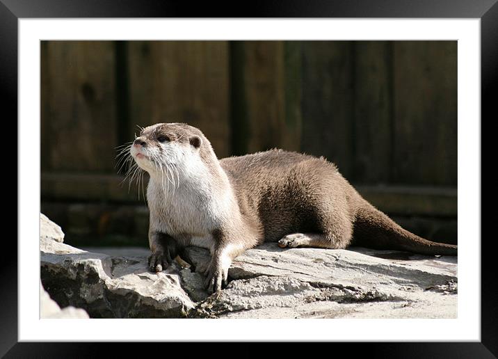 Otter 5 Framed Mounted Print by Ruth Hallam