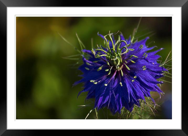 Love in a Mist Framed Mounted Print by Wendy Williams CPAGB