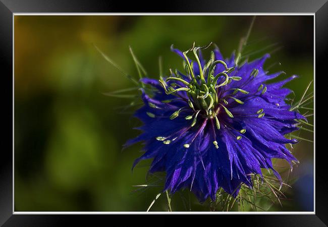 Love in a Mist Framed Print by Wendy Williams CPAGB