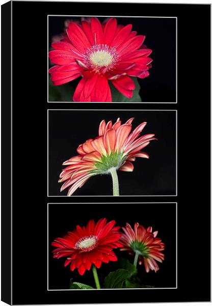 Red Gerbera Triptych Canvas Print by Steve Purnell
