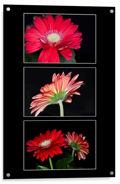 Red Gerbera Triptych Acrylic by Steve Purnell