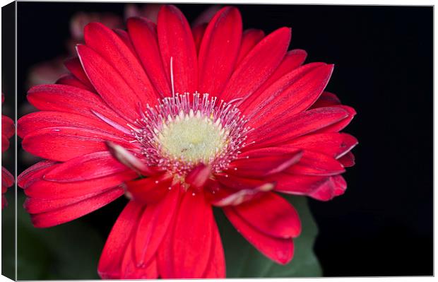 Red Gerbera 1 Canvas Print by Steve Purnell