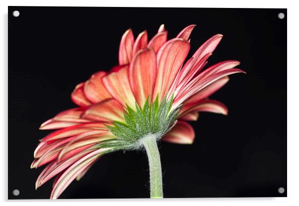 Red Gerbera 2 Acrylic by Steve Purnell