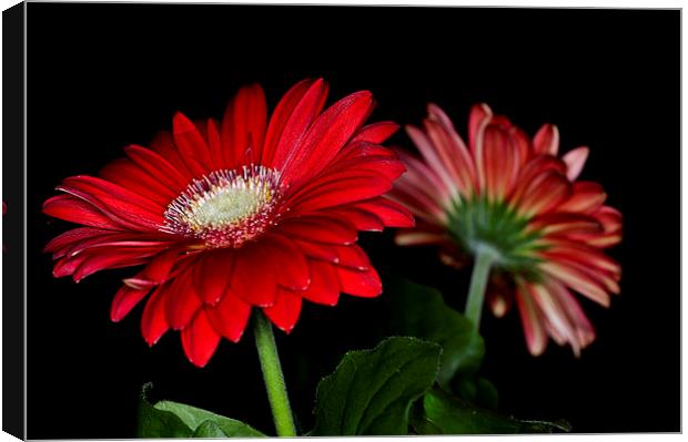 Red Gerbera 3 Canvas Print by Steve Purnell