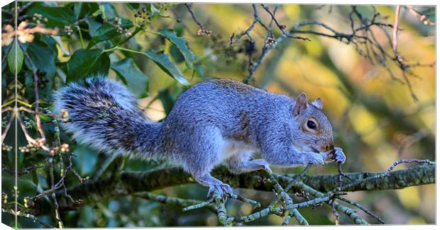 common squirrel Canvas Print by nick wastie