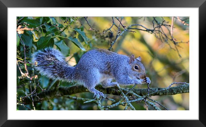 common squirrel Framed Mounted Print by nick wastie