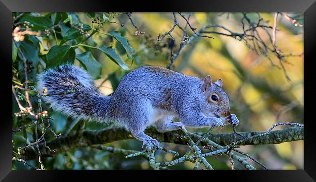 common squirrel Framed Print by nick wastie