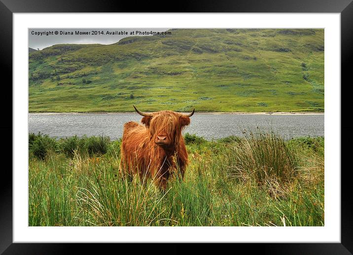 Highland Cow Lock Arklet, Scotland Framed Mounted Print by Diana Mower
