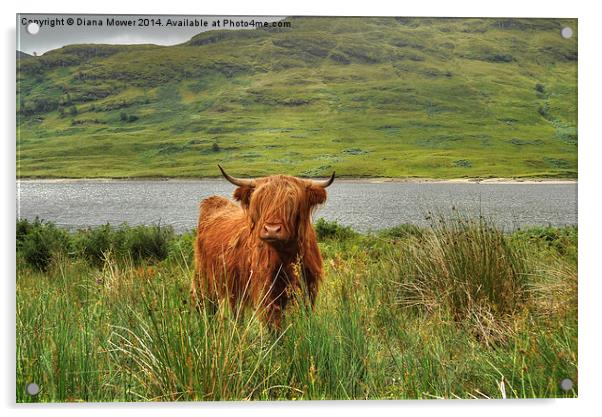 Highland Cow Lock Arklet, Scotland Acrylic by Diana Mower