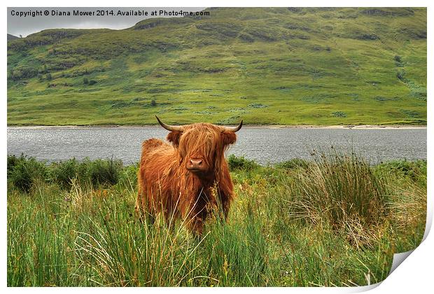 Highland Cow Lock Arklet, Scotland Print by Diana Mower