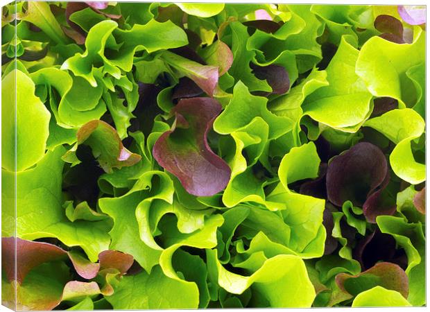 Lettuce Canvas Print by Victor Burnside