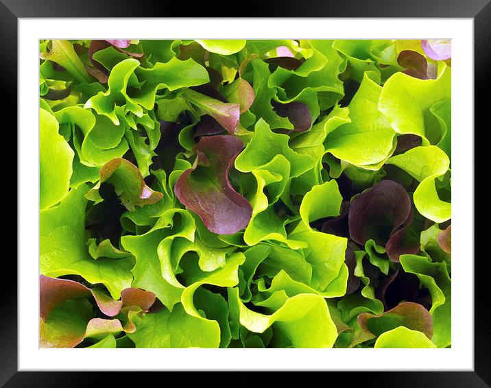 Lettuce Framed Mounted Print by Victor Burnside