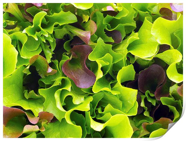 Lettuce Print by Victor Burnside