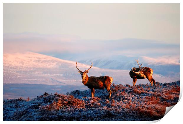 Red deer stags Print by Macrae Images