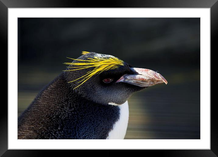 Macaroni Penguin Framed Mounted Print by Sean Foreman