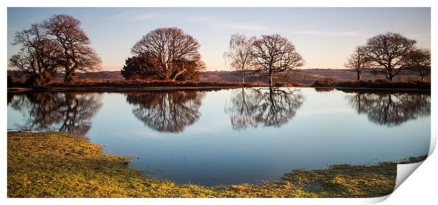 New Forest Pond Print by Phil Wareham