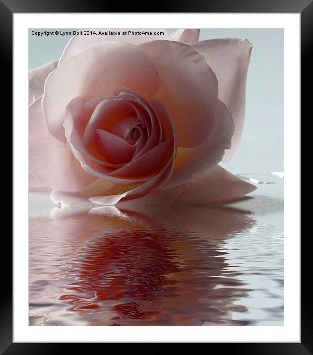 Pink Rose Reflected Framed Mounted Print by Lynn Bolt