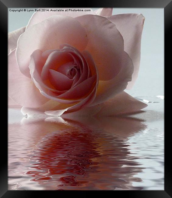 Pink Rose Reflected Framed Print by Lynn Bolt