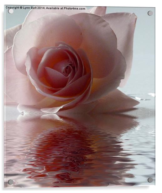 Pink Rose Reflected Acrylic by Lynn Bolt