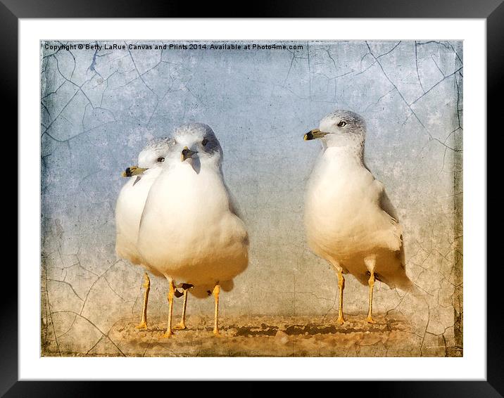 Hanging Out Framed Mounted Print by Betty LaRue