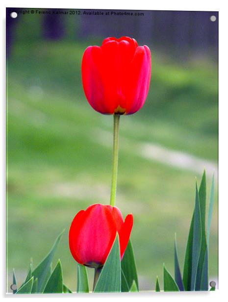 Tulips Acrylic by Ferenc Kalmar