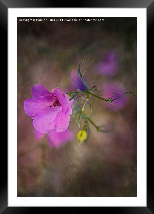 Pink Beauty 2 Framed Mounted Print by Pauline Tims
