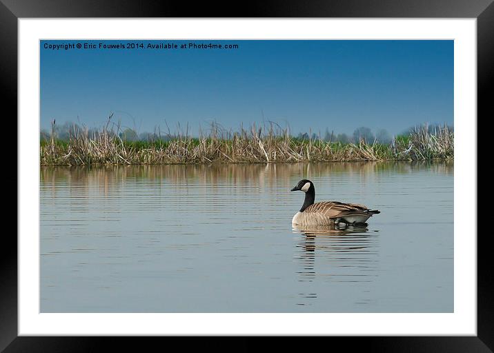 canadian goose Framed Mounted Print by Eric Fouwels