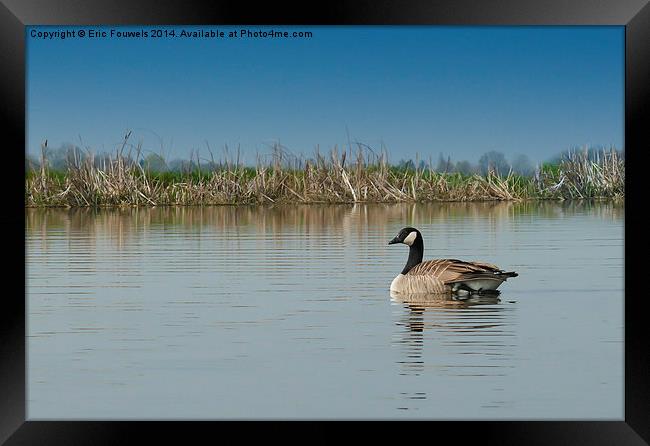 canadian goose Framed Print by Eric Fouwels